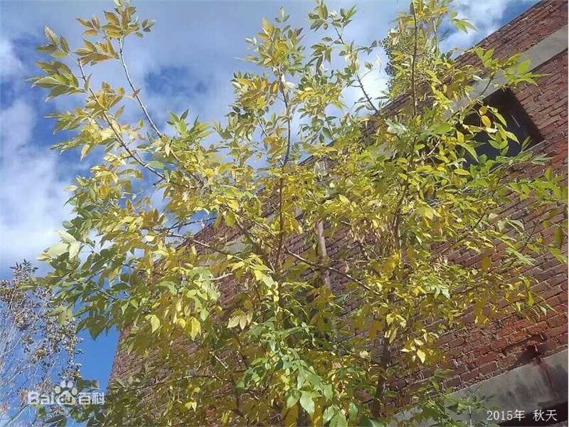 秋(autumn)天景观素颜照相册