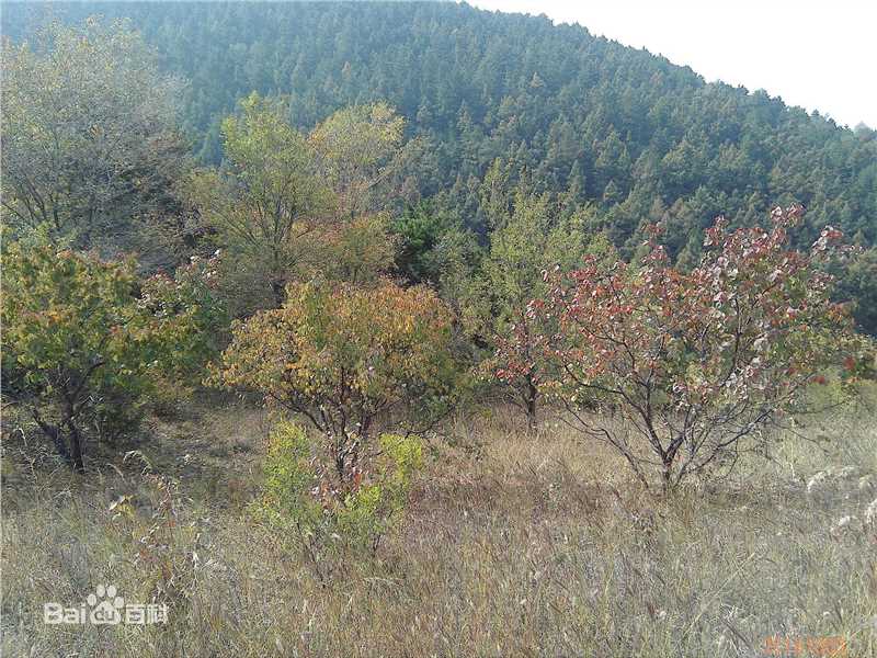 秋(autumn)天景观素颜照相册