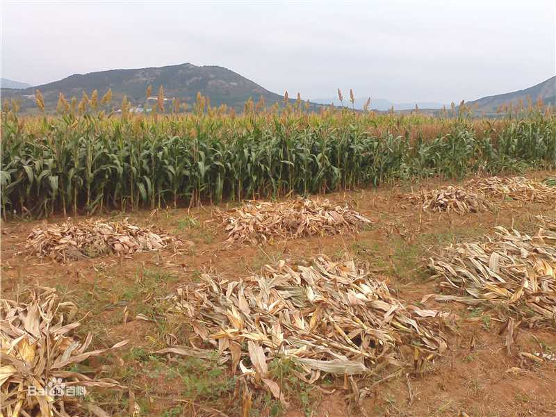 秋(autumn)天景观素颜照相册