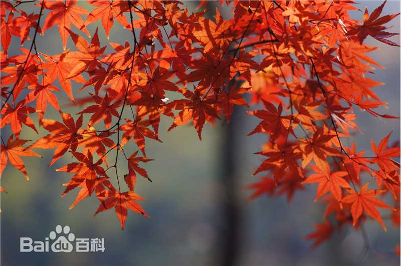 秋(autumn)天景观素颜照相册
