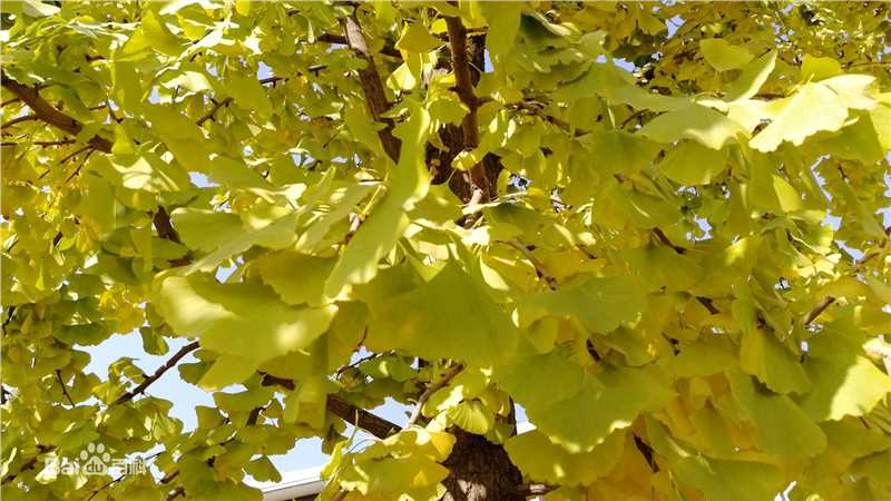 秋(autumn)天景观素颜照相册