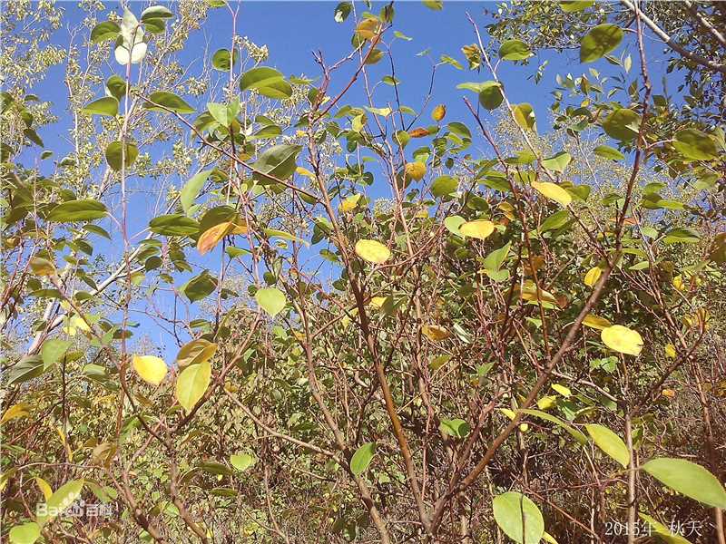秋(autumn)天景观素颜照相册