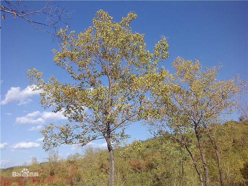 秋(autumn)天景观素颜照相册