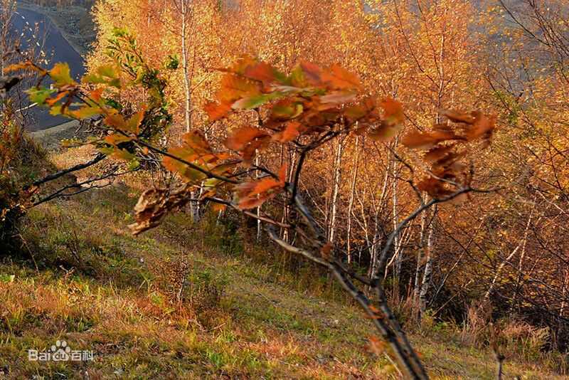 秋(autumn)天景观素颜照相册