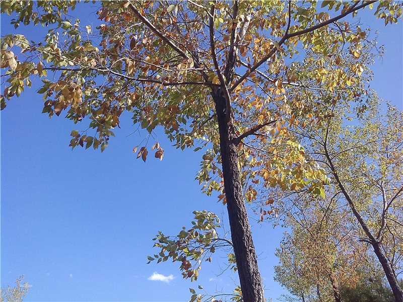 秋(autumn)天景观素颜照相册