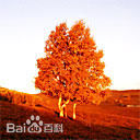 最全秋(autumn)素颜照