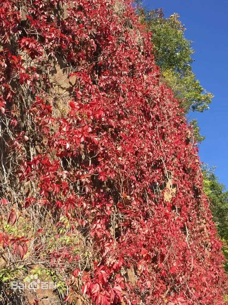 最全秋(autumn)素颜照