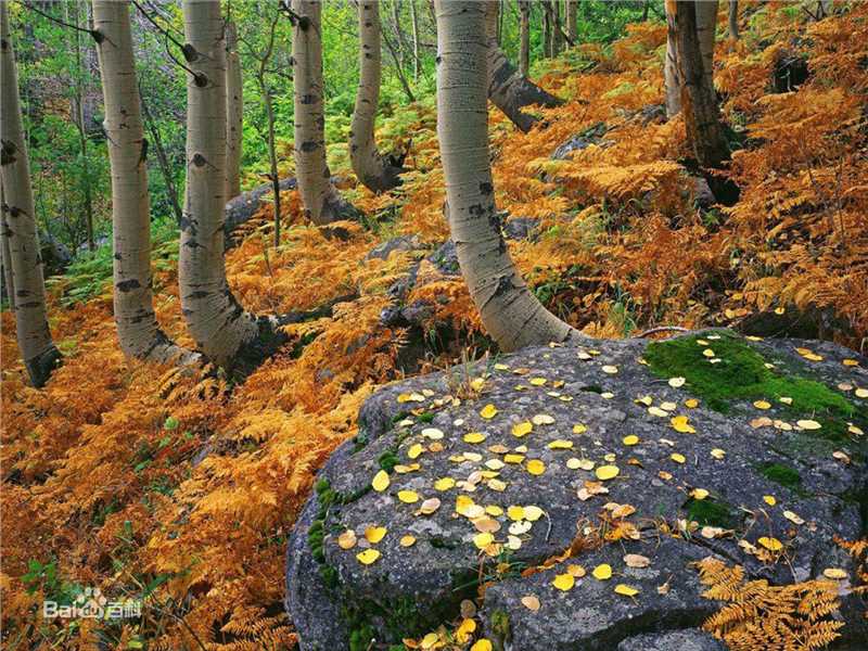 秋(autumn)概述图册前后照片