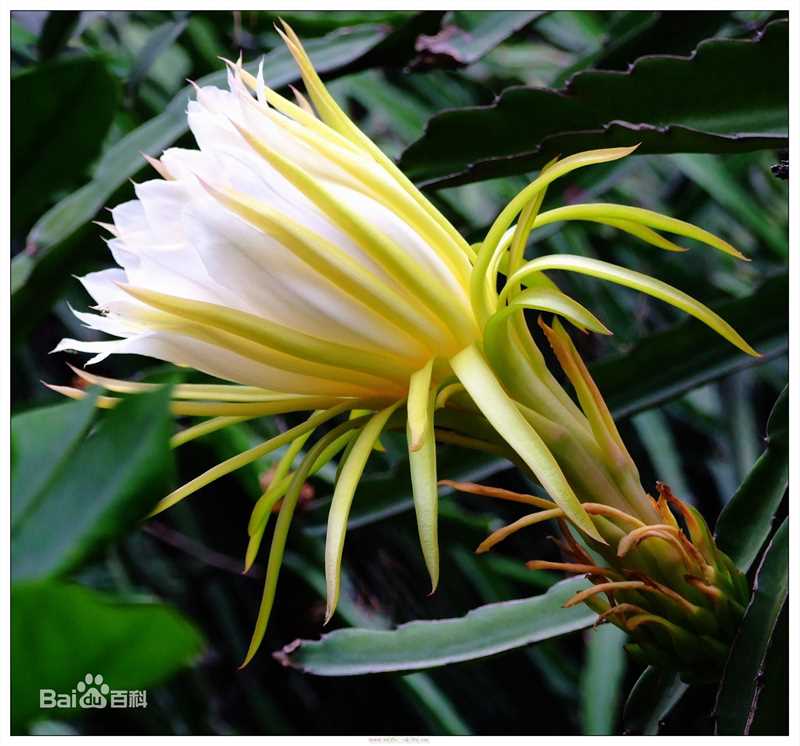 高清张琼姿图片