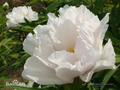 高清张琼姿图片