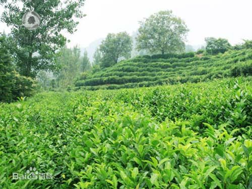 最新宋小宁壁纸