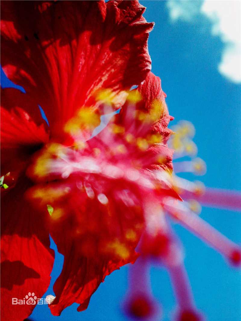 蜷川实花(Ninagawa Mika)前后照片