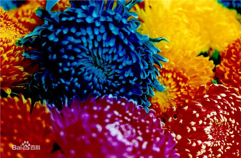 蜷川实花(Ninagawa Mika)前后照片