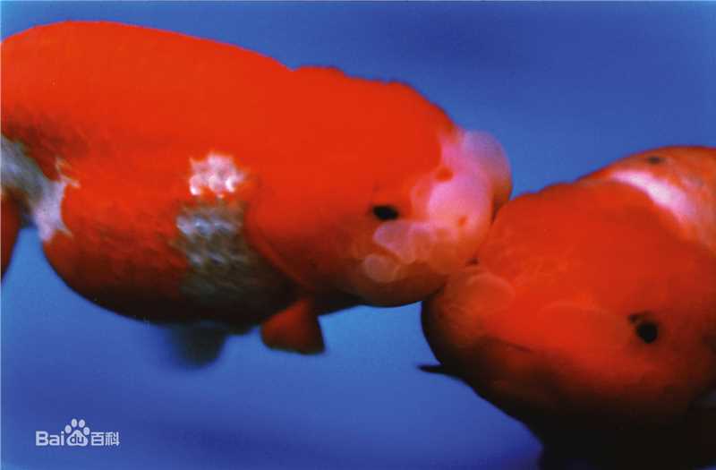 蜷川实花(Ninagawa Mika)前后照片