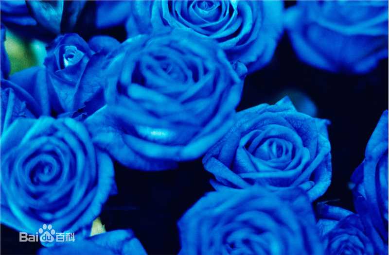 蜷川实花(Ninagawa Mika)前后照片