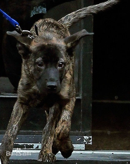 罗伯特·帕丁森(Robert Pattinson)慈善相关图集生活照相册