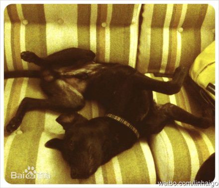 林奕勋两只狗狗素颜照相册