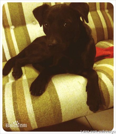 林奕勋两只狗狗素颜照相册