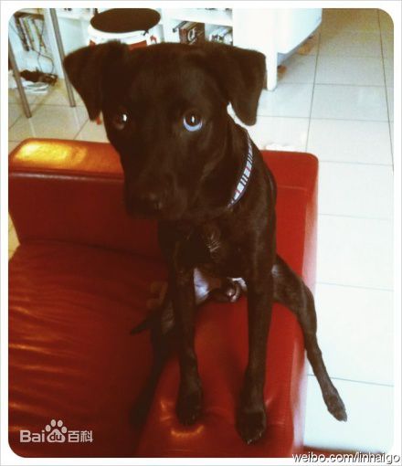 林奕勋两只狗狗素颜照相册