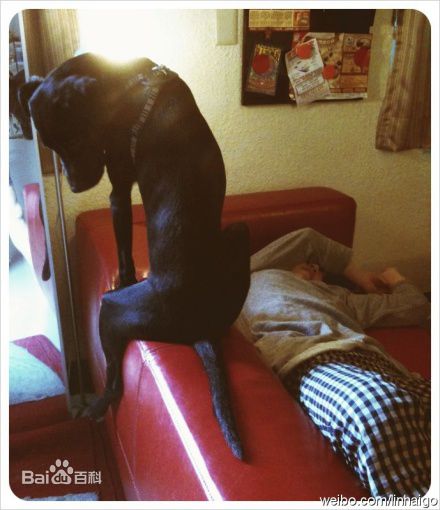 林奕勋两只狗狗素颜照相册