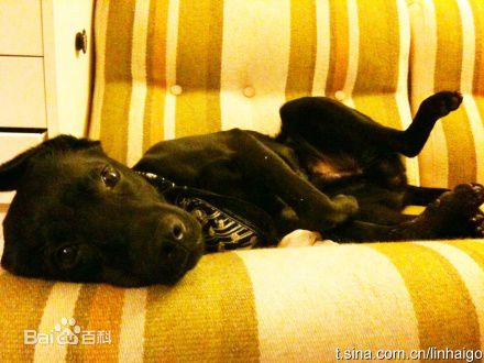 林奕勋两只狗狗素颜照相册