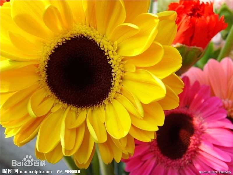 最新艾丽娅壁纸