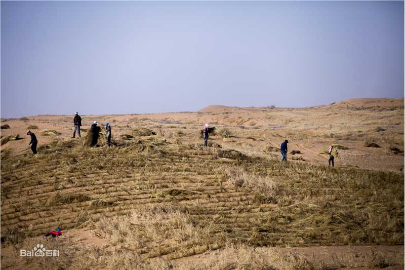 侯明昊(Neo)爱心林前后照片