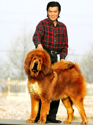 精选张佩华(Zhang Pei Hua)