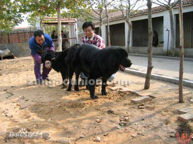 张佩华(Zhang Pei Hua)生活照壁纸壁纸
