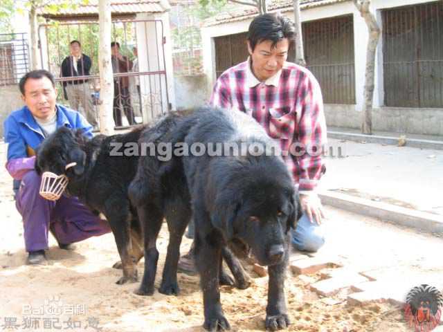 张佩华(Zhang Pei Hua)生活照壁纸壁纸
