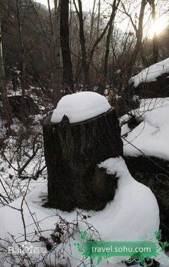 最全袁咏仪(Anita Yuen)精彩图册
