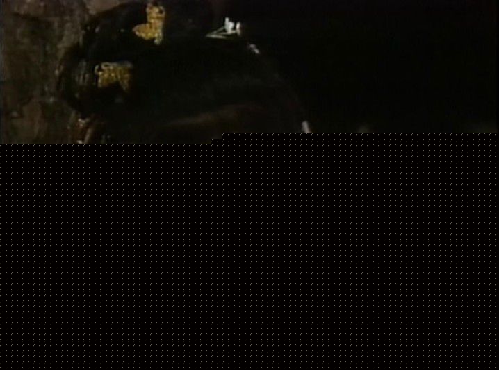 翁美玲(Barbara Yung)1983年《射雕英雄传》最全剧照