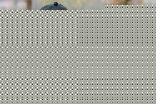 高清谢宁在在新版《西游记》的猪八戒中的图集