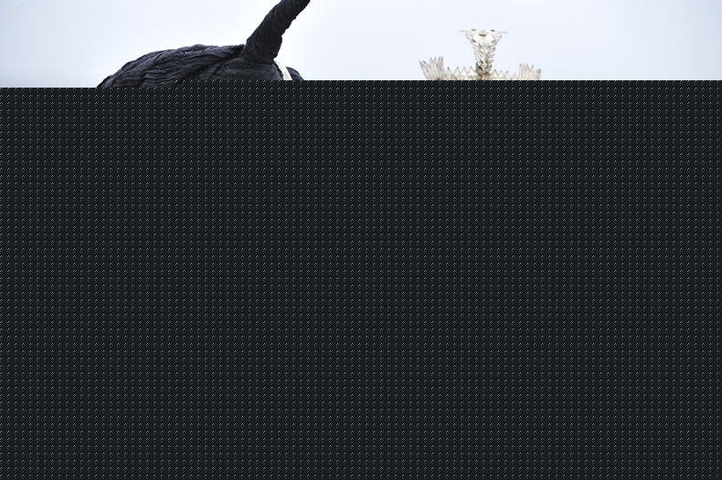 吕良伟(RayLui)精彩图册