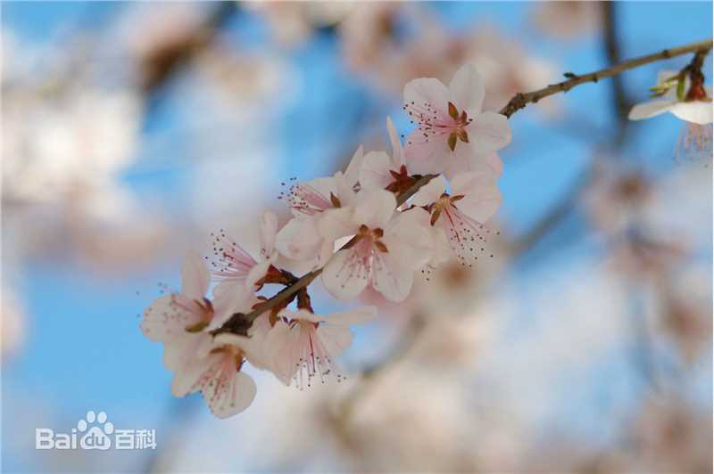 江宏恩(Nic)前后照片