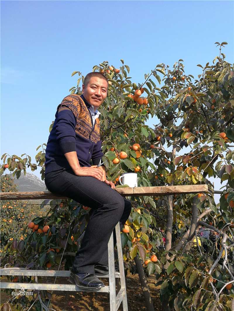 荆浩《岁岁年年柿柿红》高清剧照