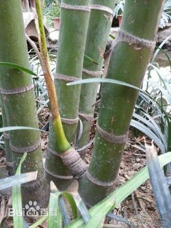 张培(Zhang Pei)前后照片