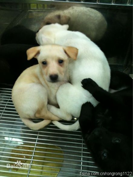 任容萱(Kirsten)微博贴图生活照相册