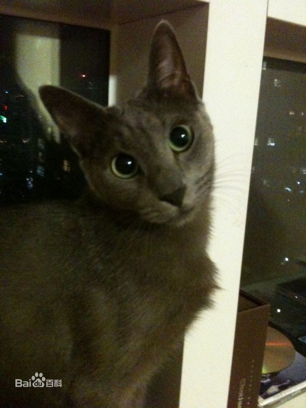 金希澈(Kim HeeChul、キム ヒチョル)的宝贝希范壁纸壁纸