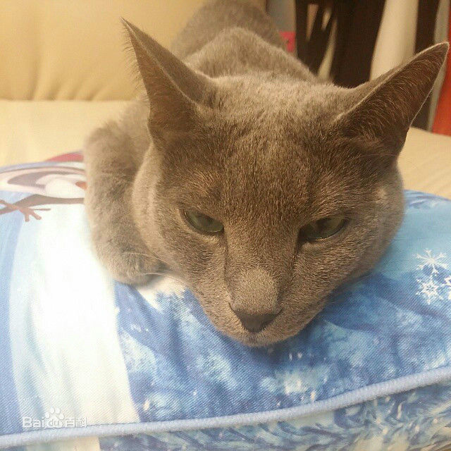 金希澈(Kim HeeChul、キム ヒチョル)的宝贝希范壁纸壁纸