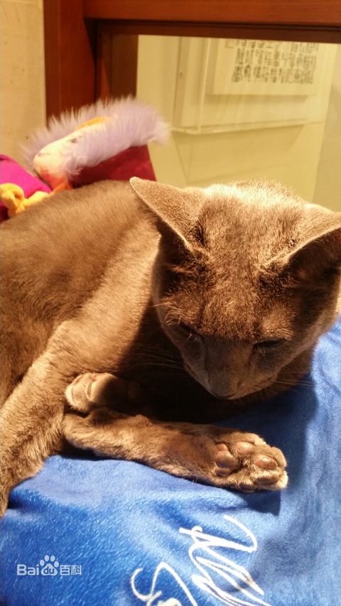 金希澈(Kim HeeChul、キム ヒチョル)的宝贝希范壁纸壁纸