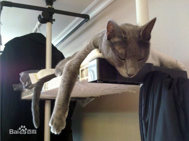 金希澈(Kim HeeChul、キム ヒチョル)的宝贝希范壁纸壁纸