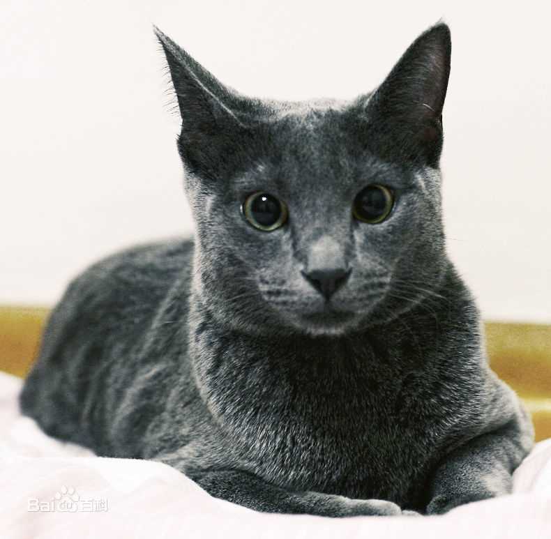 金希澈(Kim HeeChul、キム ヒチョル)的宝贝希范壁纸壁纸