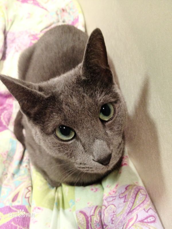 金希澈(Kim HeeChul、キム ヒチョル)的宝贝希范壁纸壁纸