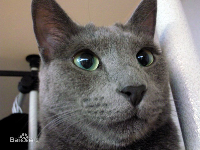 金希澈(Kim HeeChul、キム ヒチョル)的宝贝希范壁纸壁纸