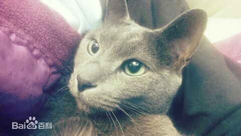 金希澈(Kim HeeChul、キム ヒチョル)的宝贝希范壁纸壁纸