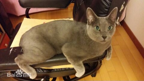 金希澈(Kim HeeChul、キム ヒチョル)的宝贝希范壁纸壁纸