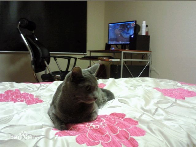 金希澈(Kim HeeChul、キム ヒチョル)的宝贝希范壁纸壁纸