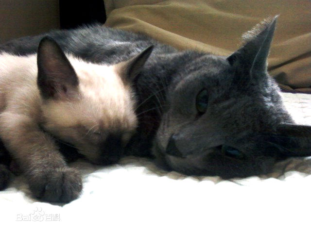 金希澈(Kim HeeChul、キム ヒチョル)的宝贝希范壁纸壁纸