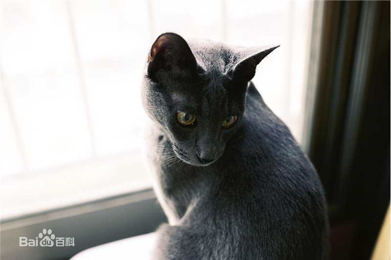 金希澈(Kim HeeChul、キム ヒチョル)的宝贝希范壁纸壁纸